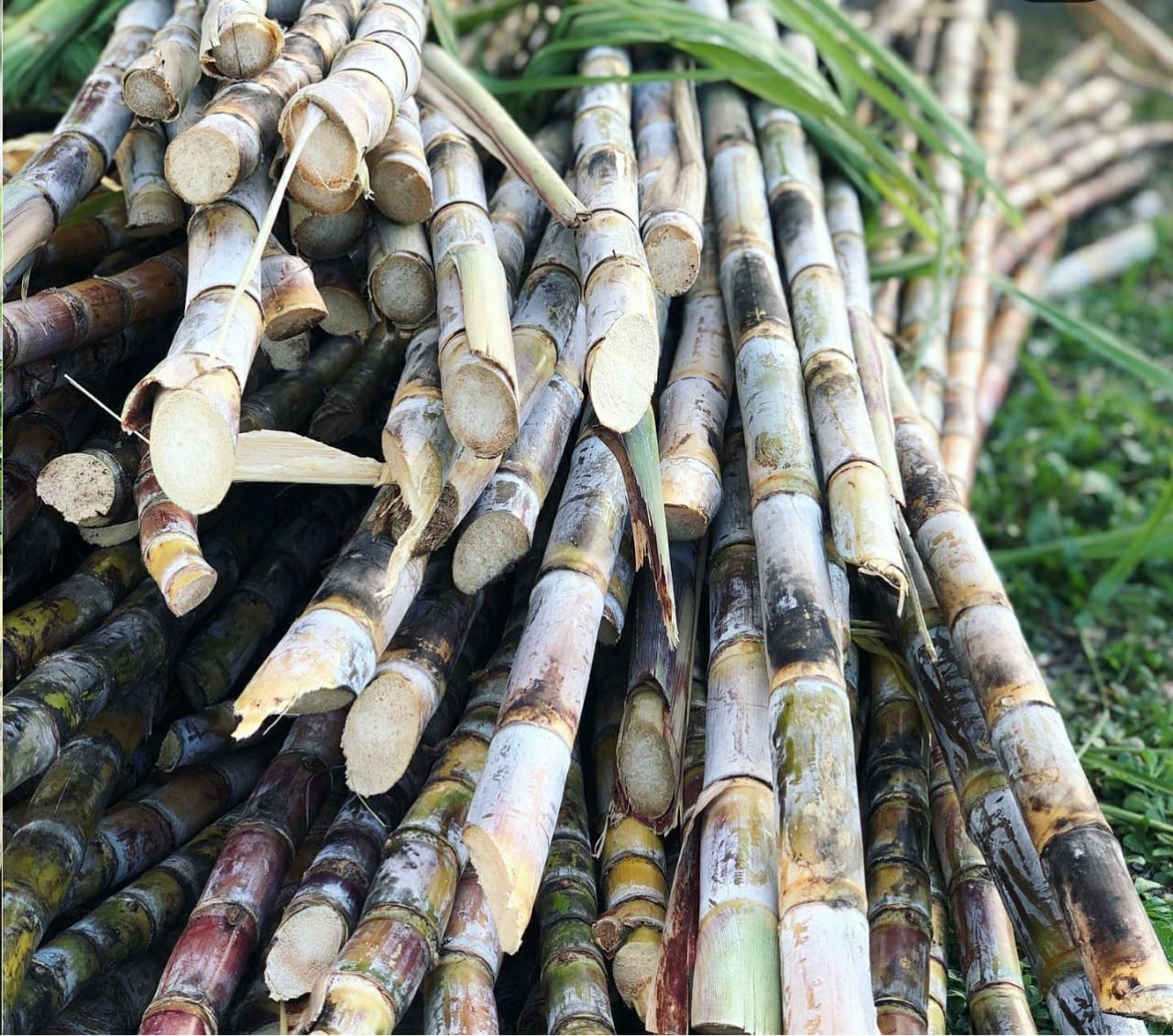 Rhum Agricole Gwadinina FWI 100% artisanal Guadeloupe